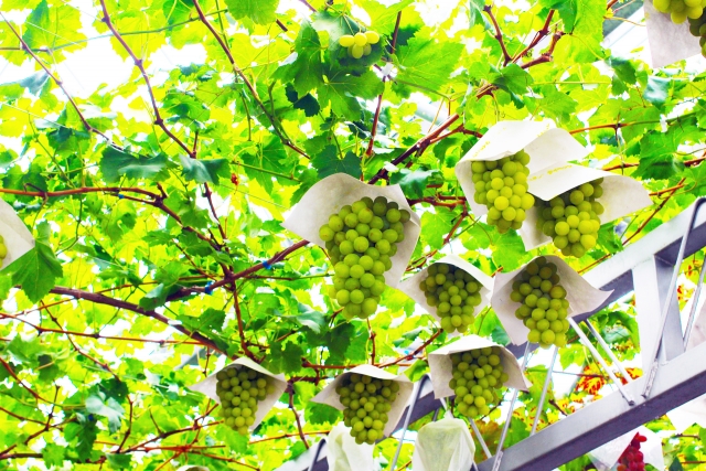 宮崎県 都農町のご紹介